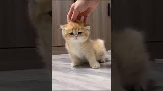 Рыжий котёнок покоряет сердца! 