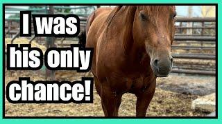 Auction horse TRANSFORMATION~I couldn't leave this STALLION behind! ️ Studman's Story ️