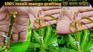 100% success Ravi mango plant grafting video multi grafting mango plant grafting,