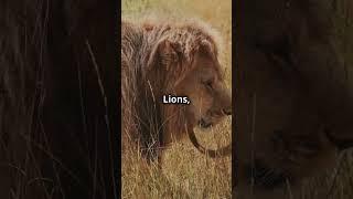 Lion vs. Tiger: Who Is Stronger? #LionVsTiger #Wildlife #AnimalComparison #Lion #Tiger