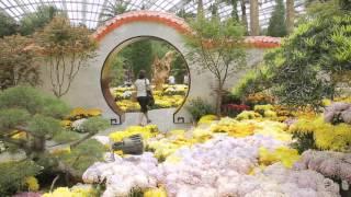 Celebration of Chrysanthemums Floral Display