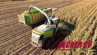 Mais hakselen met Claas Jaguar 980 transport fendt. loonbedrijf Becker Nieuwe Pekela 4K