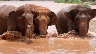 The Chorus Girls' Special Moment: A Joyful River Playdate - ElephantNews