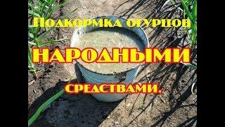 Подкормка огурцов народными средствами