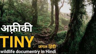 Tiny forests - हिंदी डॉक्यूमेंट्री ! Africa wildlife documentry in Hindi