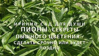 ПИОНЫ// Секреты пышного цветения//Срочно сделать или будет поздно. PIONES Secrets of lush blooming