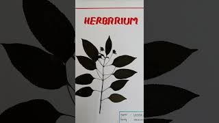 Herbarium Sheet #Herbarium Project