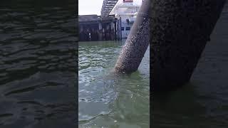Hobie pro angler 17 under shipping dock on quemes Chanel anacortes, pirates of Caribbean crusie