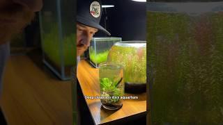 Deep cleaning my smallest aquarium ecosystem #SummerOnShorts