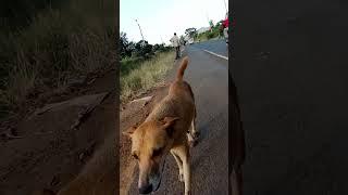 A running courageous dog.