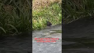 Pukeko swamp chicken of New Zealand bathing at an 11 degree spring water #putaruru #bluesprings