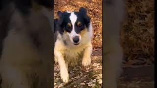 #aussie #dailyroutine #wolfpack #farmlife #nature #itsallconnected #puppy