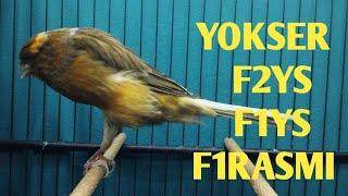 YOKSER STUDENTS, F2YS, F1YS, F1 OFFICIAL!!! PLEASE GAS BOSS Q