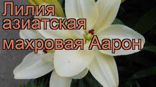 Лилия азиатская махровая (lilium asiatic aaron)  лилия обзор: как сажать луковицы лилии