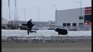 Медведь в Нижневартовске A bear walks along the street of Nizhnevartovsk in Russia and chases people