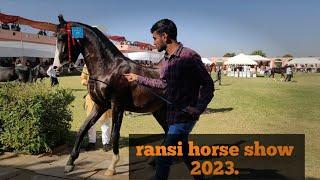 Marwari horse|| ransi horse show 2023 milk teeth colt Show