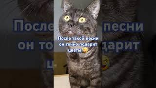 Котик Стасик к 14 февраля вырастил гиацинт! #юмор #гиацинт #котики #прикол #мем
