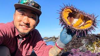 HELP! TOO MUCH UNI (Sea Urchin)