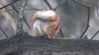 Белки, голуби, синицы. Зарисовка / Squirrels, pigeons, chickadees. The sketch