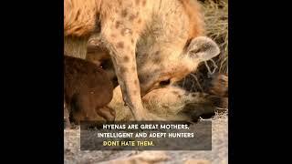 #hyenas #love# mother #hunt