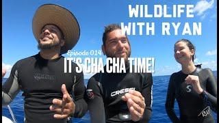 WILDLIFE WITH RYAN    EP. 014    "It's Cha Cha Time!"   (and some Hammertime too!)