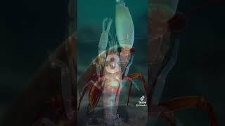 The Incredible World of Pistol Shrimps: Nature’s Unseen Warriors