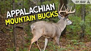 Low Deer Density, High Rewards: Finding Big Bucks in the Mountains