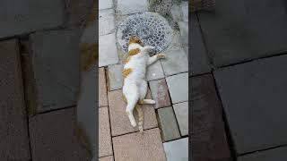 Funny red cat relaxing in tropical garden  Funny animals  Cute cats  Beautiful pets  Memes