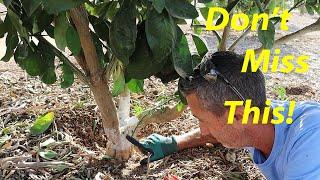 Pruning Citrus - When, Why & How | Citrus Tree Care Basics | @IVOrganic