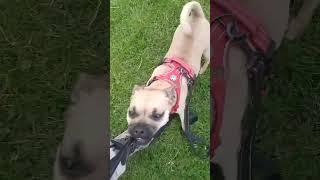Sammie the dog