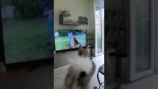 MY DOG ​WATCHES HIS FAVORITE SHOW ON TELEVISION #cutedog #funnydogs #ilovemydog