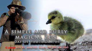  A simple, magical ZEN photography day - the most amazing thing I have shot. ! Canon R5, Sigma lens