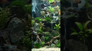 Beautiful Guppy Fish Aquarium 4K Video #shorts #aquarium