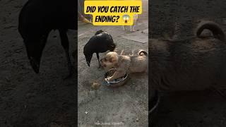 This Puppy Transformed Into a Girl?  | Funny + Shocking Animal Moments | #shorts #cat
