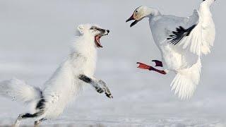 The Arctic Fox Is A Fearless Robber Of The Arctic. An expert in survival in the Icy Desert!