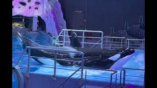 Shamu In Moscow Aquarium