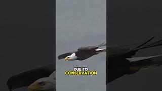 Bold Eagle facts! #shorts #short #facts #wildlife #nature #animals #subscribe #birds #boldeagle