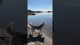 Husky barking at a Rock in the Lake  #husky #dogbarkingsounds #barking
