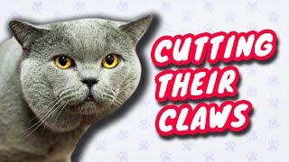 How To Cut British Shorthair Cat Claws