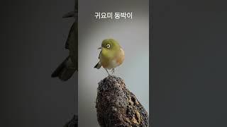 동박이부부~~~