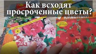 Просроченные семена цветов. Взойдут?