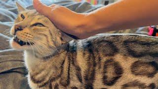 Kitty with the BEST meows in the WORLD!