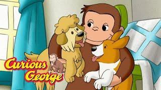 George's Dog Filled Apartment!   Curious George  Kids Cartoon  Kids Movies