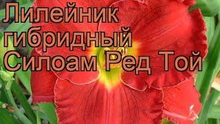 Лилейник гибридный Силоам Ред Той  обзор: как сажать, рассада лилейника Силоам Ред Той