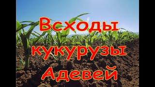 Всходы кукурузы лимагрейн"адэвей"