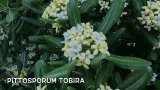 Pittosporum tobira. Garden Center online PGARDENS