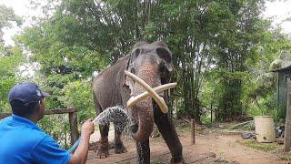 How Indi raja elephant kandy dalada maligawa traval Sri Lanka #Cnn #News#Kandy