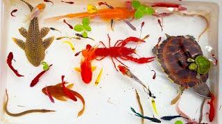 Catch Amazingly Colorful Ornamental Turtles In Caves, Angelfish, Koi Fish, Guppies | Fishing Video