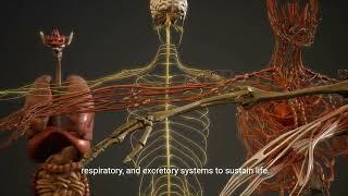 Understanding the Digestive System: Interactions w/ Circulatory, Respiratory, and Excretory Systems