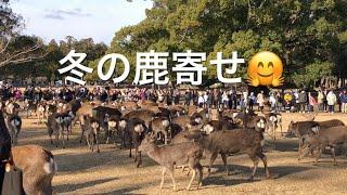 冬の鹿寄せ奈良公園飛火野エリアで、鹿寄せが始まった。シカ部メンバー張り切って行こう。